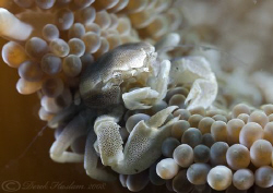 Porcelain crab. Lembeh straits. D200, 60mm. by Derek Haslam 